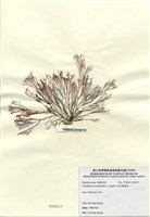 藏品(傘房龍鬚菜)的圖片